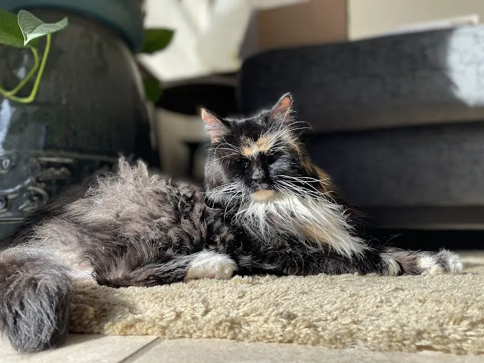 Pet Center Ltd Picture 2