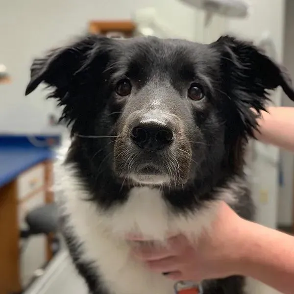 Pet Center Ltd Picture 5