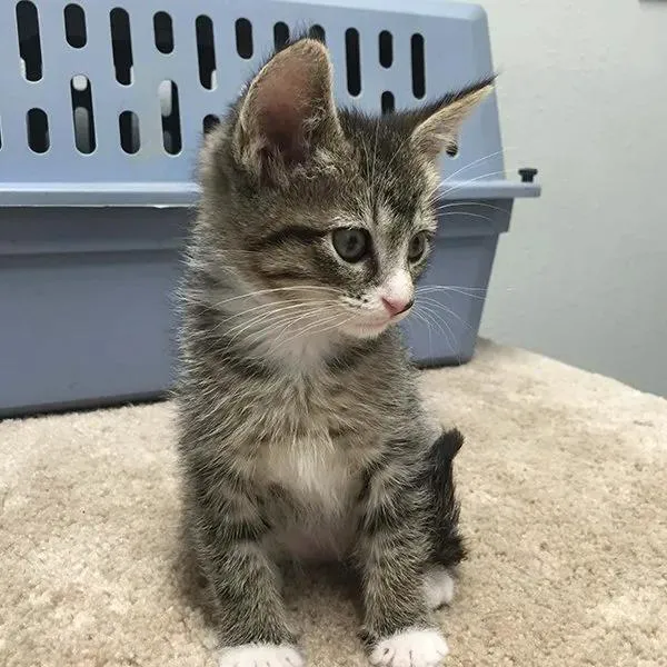 Pet Center Ltd Picture 7