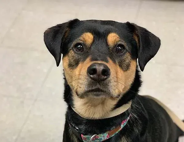 Pet Center Ltd Picture 4