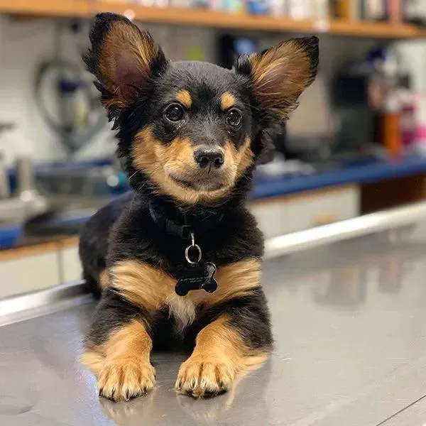 Pet Center Ltd Picture 3