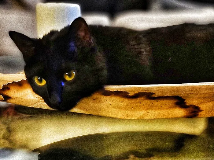 Pet Center Ltd Picture 8