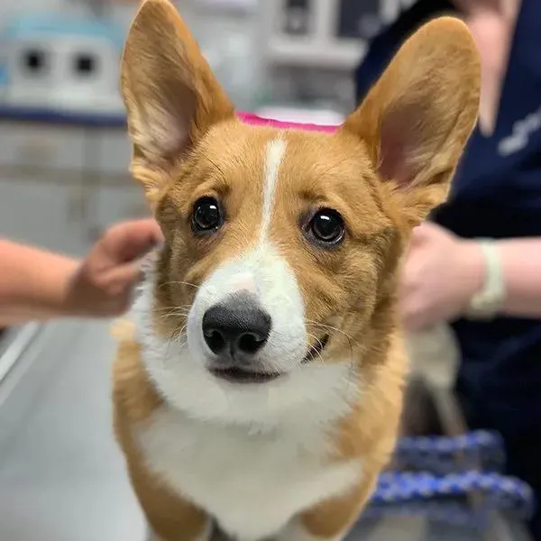 Pet Center Ltd Picture 9