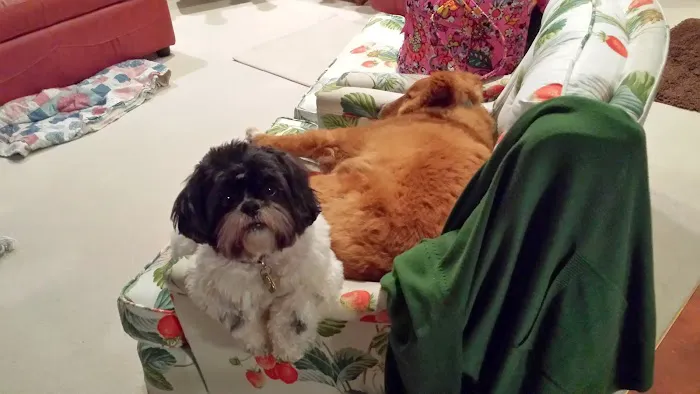 Claws N Paws Picture 4