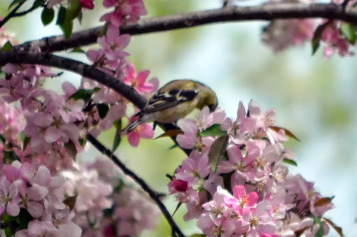 Claws N Paws Picture 8