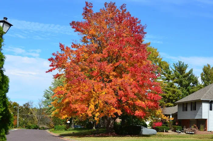 Claws N Paws Picture 6