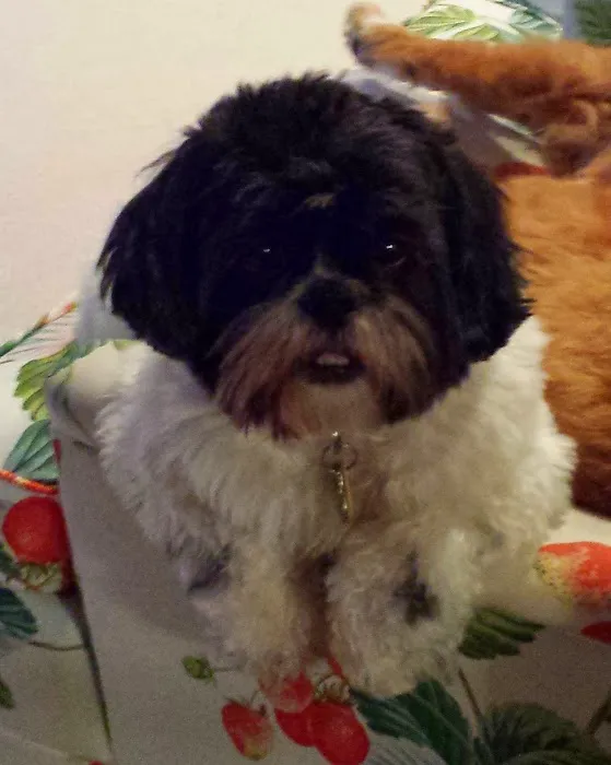 Claws N Paws Picture 7