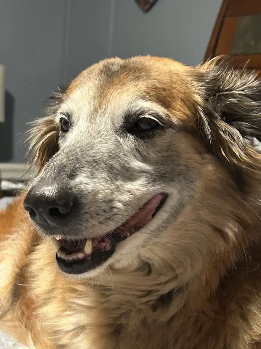 Horton Animal Hospital-Discovery Picture 1