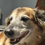 Horton Animal Hospital-Discovery