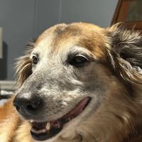 Horton Animal Hospital-Discovery ico