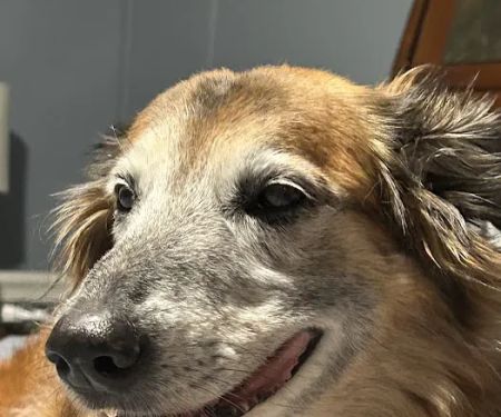 Horton Animal Hospital-Discovery