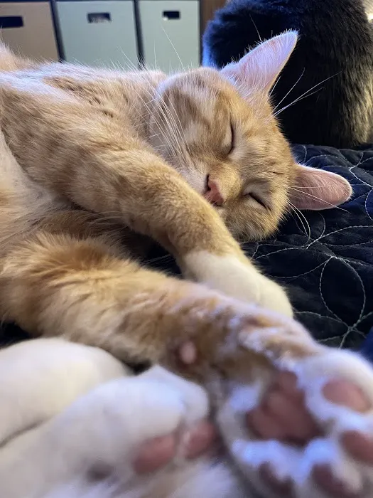 Horton Animal Hospital-Discovery Picture 2