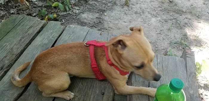 Horton Animal Hospital-Discovery Picture 7