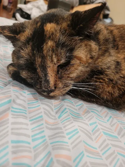 Horton Animal Hospital-Discovery Picture 6