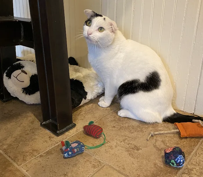 Horton Animal Hospital-Discovery Picture 10