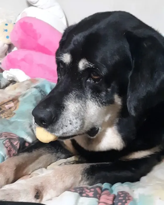 Rolling Hills Veterinary Hospital Picture 3