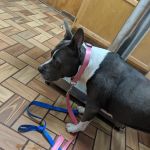 Rolling Hills Veterinary Hospital