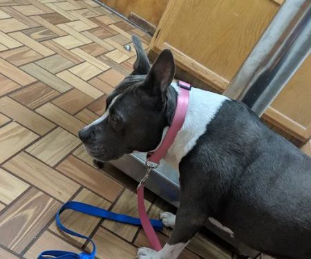 Rolling Hills Veterinary Hospital