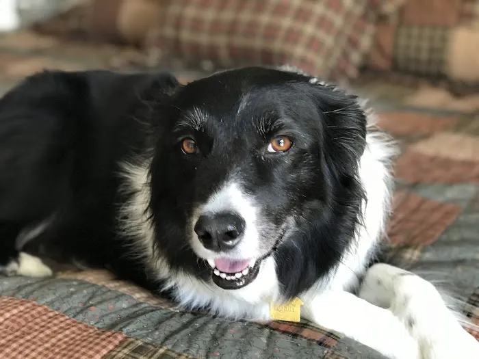 Rolling Hills Veterinary Hospital Picture 6