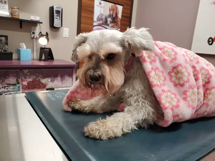 Premier Pet Care Picture 4