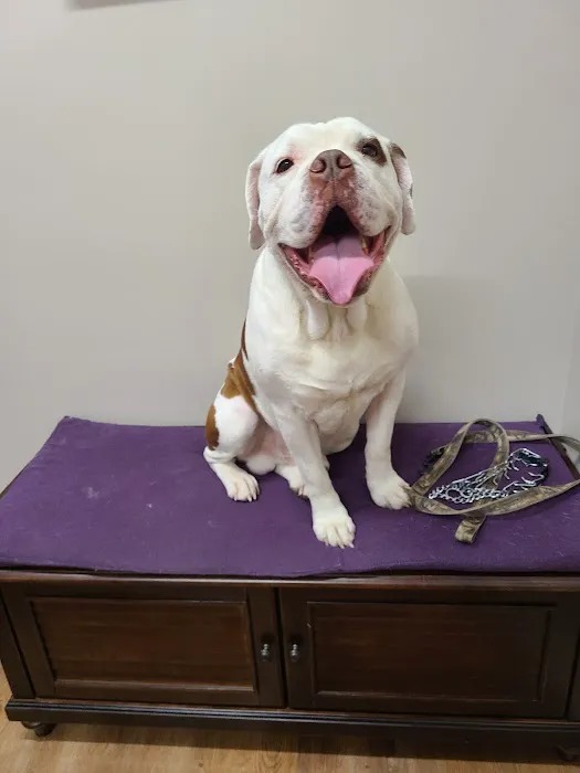 Premier Pet Care Picture 7