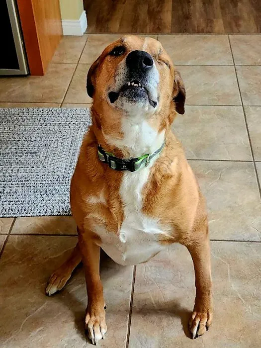 Premier Pet Care Picture 6