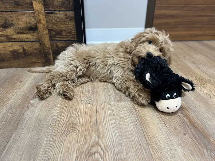 Premier Pet Care Picture 8