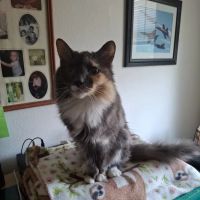 Animal Medical Center of Troy ico