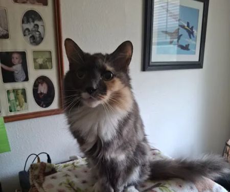 Animal Medical Center of Troy