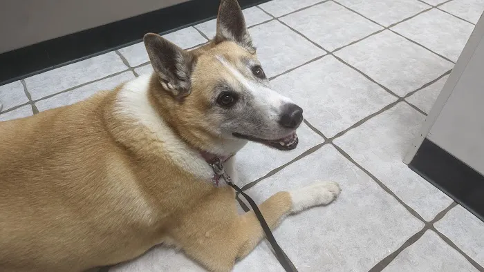 Animal Medical Center of Troy Picture 2