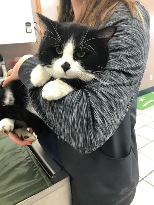 Animal Medical Center of Troy Picture 3