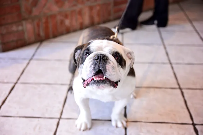 Animal Medical Center of Troy Picture 4