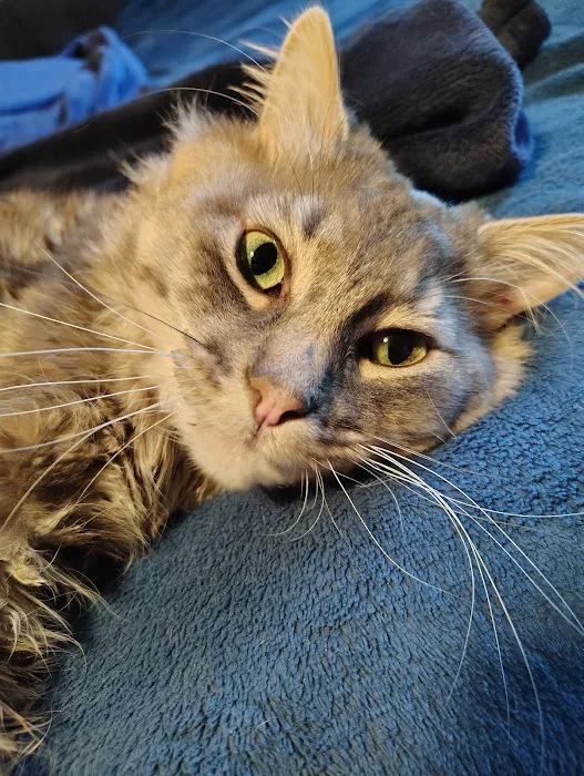 Animal Medical Center of Troy Picture 6