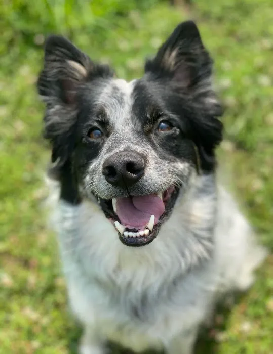 Animal Medical Center of Troy Picture 8