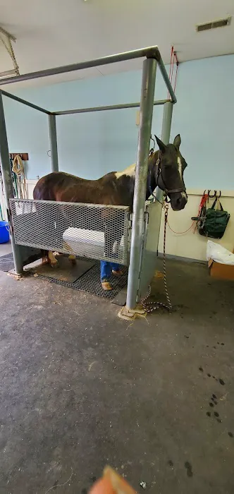 Gate Way Equine Veterinary Picture 2