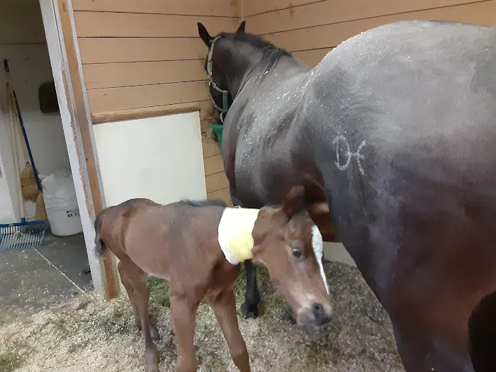 Gate Way Equine Veterinary Picture 1