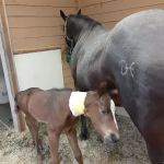 Gate Way Equine Veterinary