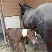 Gate Way Equine Veterinary ico