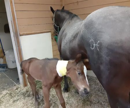 Gate Way Equine Veterinary