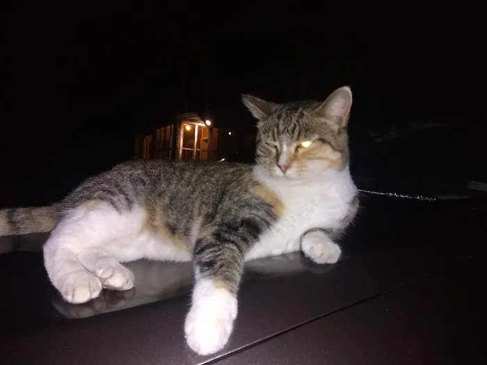 Banfield Pet Hospital Picture 2