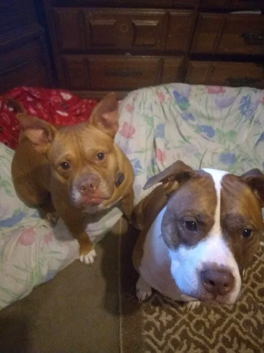 Banfield Pet Hospital Picture 3