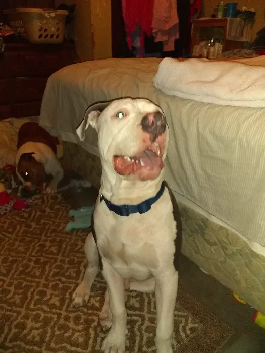 Banfield Pet Hospital Picture 7