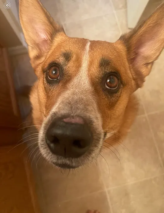 Banfield Pet Hospital Picture 9