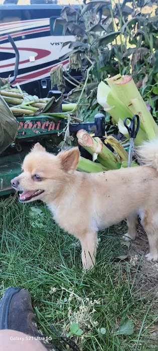 Troy & Wentzville Veterinary Clinics Picture 1