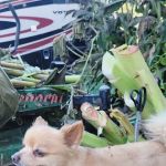 Troy & Wentzville Veterinary Clinics