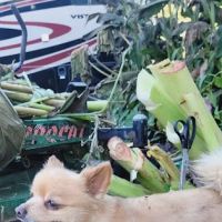 Troy & Wentzville Veterinary Clinics ico