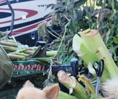 Troy & Wentzville Veterinary Clinics