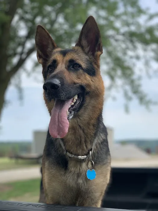 Troy & Wentzville Veterinary Clinics Picture 3