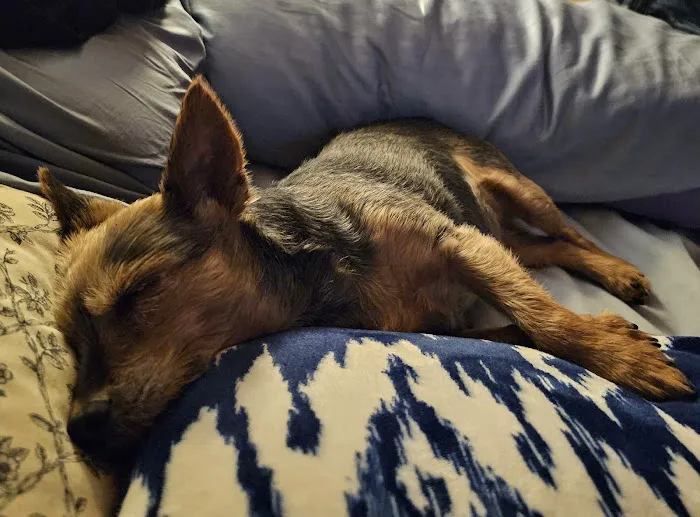 Troy & Wentzville Veterinary Clinics Picture 5