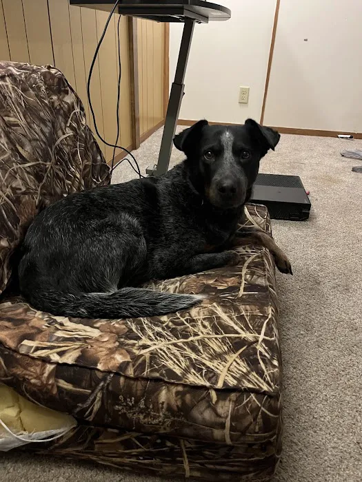 Troy & Wentzville Veterinary Clinics Picture 6